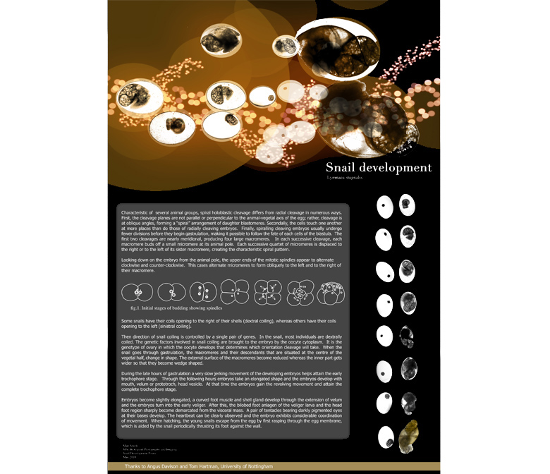 Photoshop and Indesign