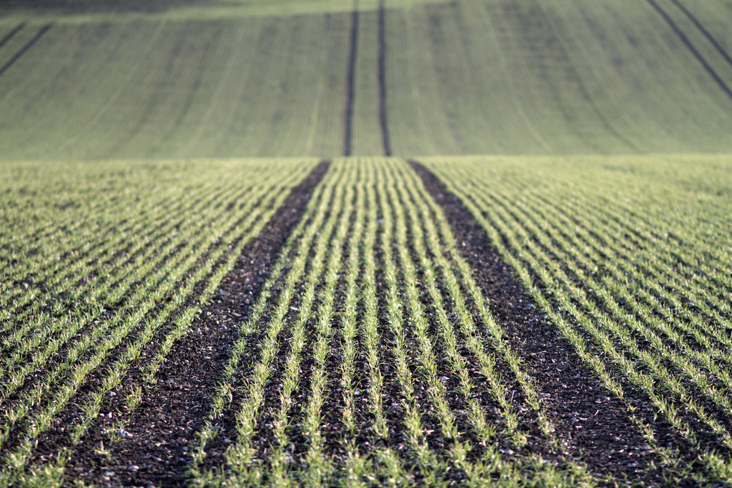 Field