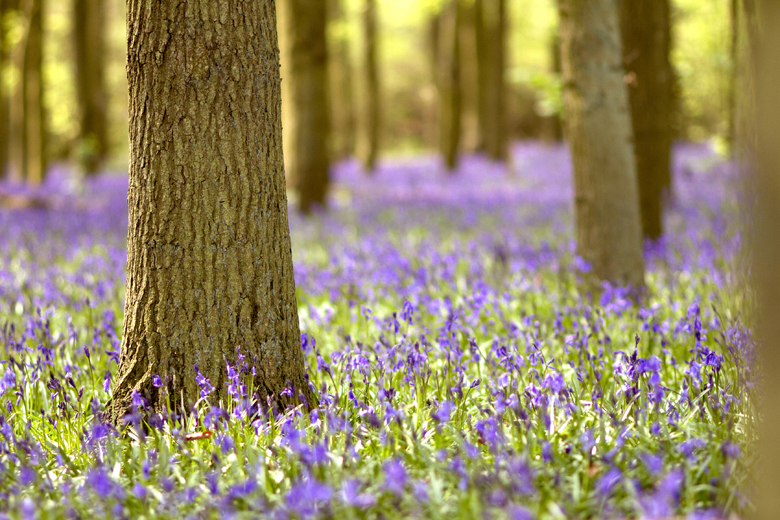 Bluebell Wood