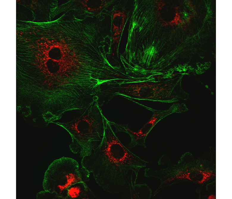 Studio, Confocal microscope