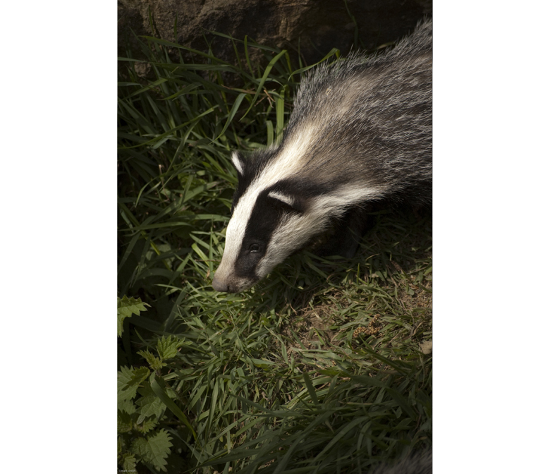 British Wildlife Centre