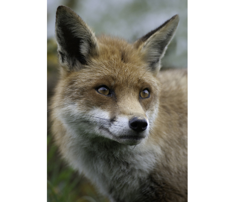 British Wildlife Centre