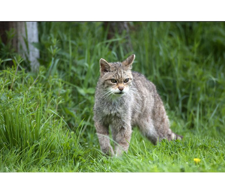 British Wildlife Centre