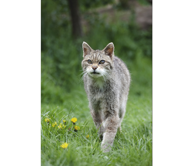 British Wildlife Centre
