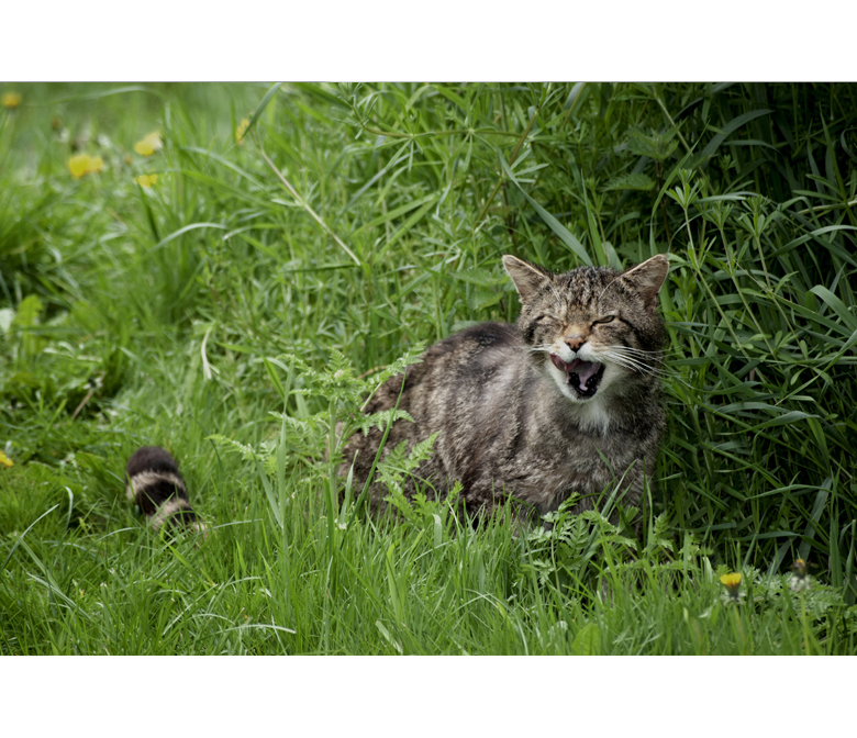 British Wildlife Centre
