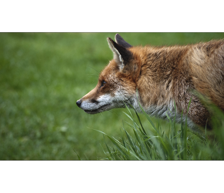 British Wildlife Centre