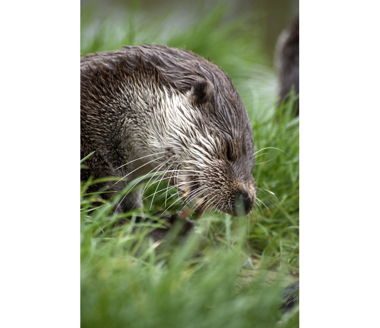 British Wildlife Centre