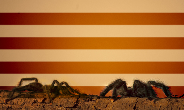 Pink toe Tarantulas, Studio