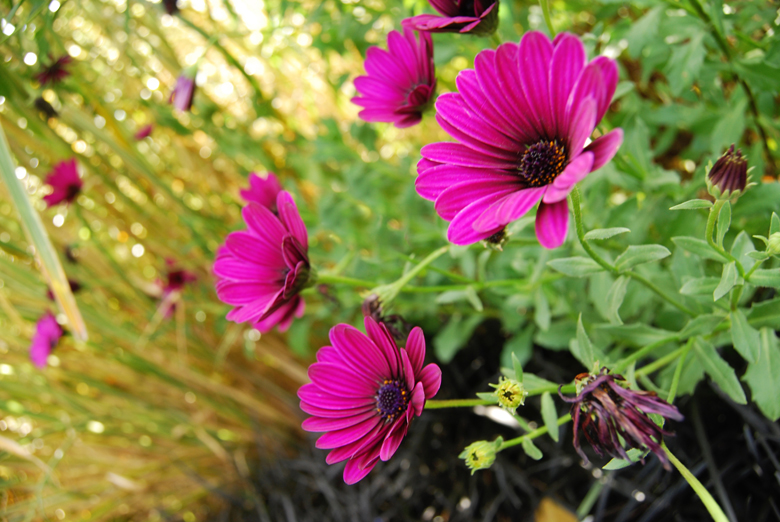 Flowers, Nottingham