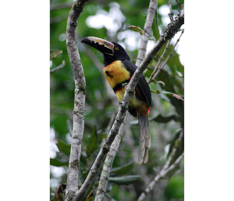 CATIE, Turrialba, Costa Rica