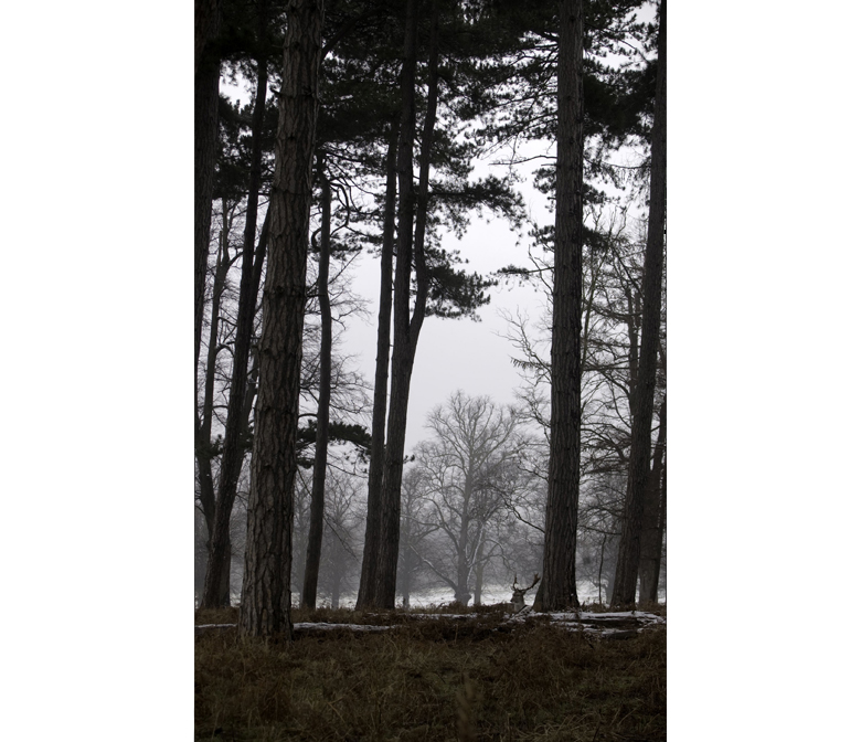Wollaton Park